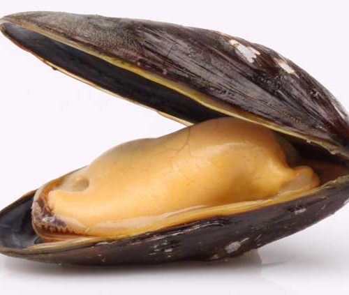 Mexilhão(Mytilus edulis)
